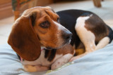 Violet 2010-4.jpg