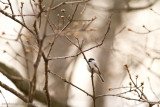 _MG_5537.jpg