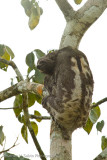 Amazon Peru-179.jpg