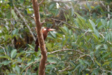 Amazon Peru-195.jpg