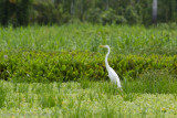 Amazon Peru-221.jpg
