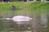 Amazon Peru-529.jpg