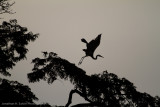 Amazon Peru-630.jpg