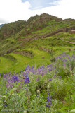 Pisac Peru-51.jpg