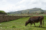 Raqchi Peru-60.jpg
