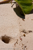 Turtle Island-_MG_6377.jpg