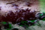 Turtle Island-_MG_6452.jpg