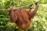 Sepilok Orangutan Rehab-_MG_6592.jpg