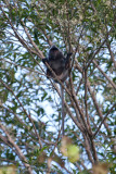 Kinabatangan River-_MG_6458-1.jpg