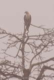 Kinabatangan River-_MG_6494.jpg