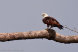 Kinabatangan River-_MG_6537.jpg