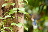 Kinabatangan River-_MG_6543.jpg