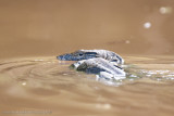 Kinabatangan River-_MG_6565.jpg