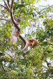 Kinabatangan River-_MG_6586.jpg