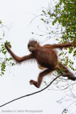 Kinabatangan River-_MG_6605.jpg