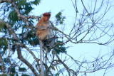 Kinabatangan River-_MG_6874.jpg