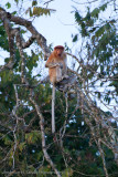 Kinabatangan River-_MG_6883.jpg