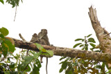 Kinabatangan River-_MG_6949.jpg