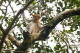 Kinabatangan River-_MG_7147.jpg