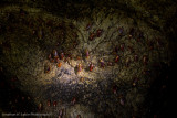 Gomantong Cave-_MG_7069.jpg