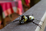 Danum Valley-_MG_7416.jpg