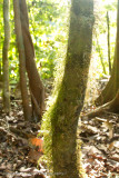 Danum Valley-_MG_7546.jpg