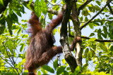 Danum Valley-_MG_7711.jpg