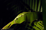 Danum Valley-_MG_7753.jpg