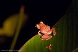 Danum Valley-_MG_7755.jpg