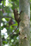 Danum Valley-_MG_7911.jpg