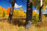 Three trees and color.jpg