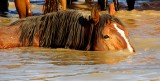 scuba horse.JPG