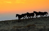 Mustangs in the Haze