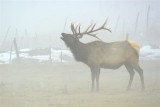 Wintering elk