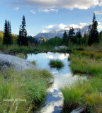 Grass around the pond.jpg