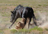 Like a fighting bull.JPG