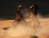 Fight in the dust.JPG