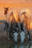 Grey Twins and the new colt.