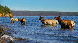 Elk family in lake