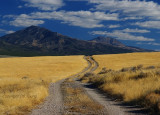 Home of the horses