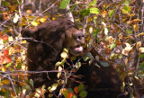 Berries in the mouth