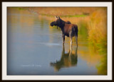 Cow Moose in stream with art filter.