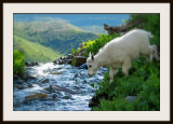 Baby Mountain goat crossing