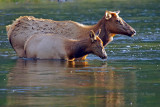 Elk crossing.