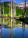 Dead tree reflection