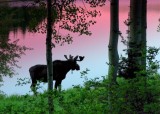 Bull moose in the early morning.