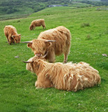 Highland Cattle  -  Claonaig