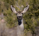 Tucson, AZ