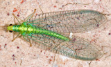 Golden-eyed Lacewing