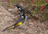 New Holland Honeyeater (Phylidonyris novaehollandiae)